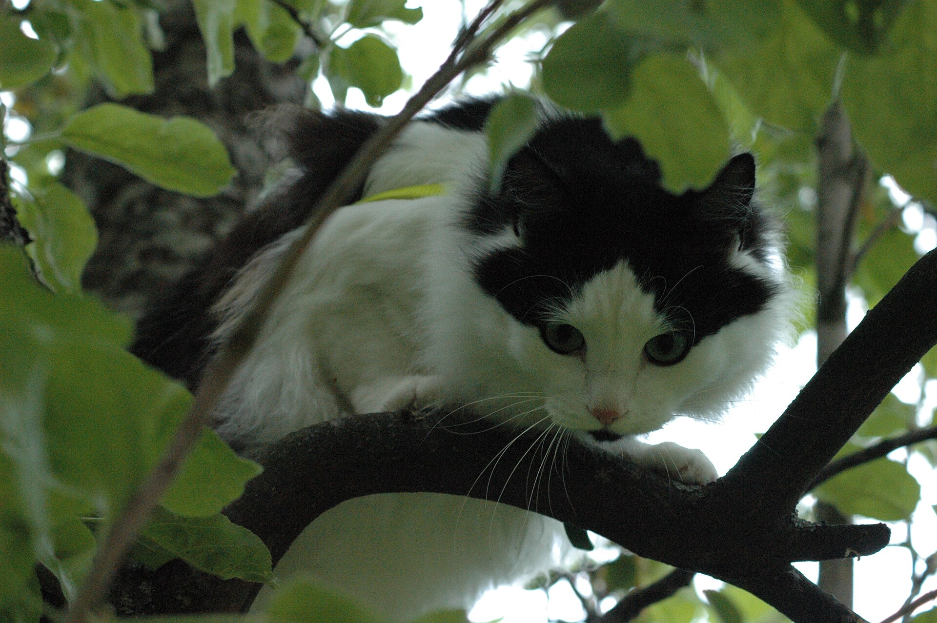 Real cat resting on a branch in an apple tree